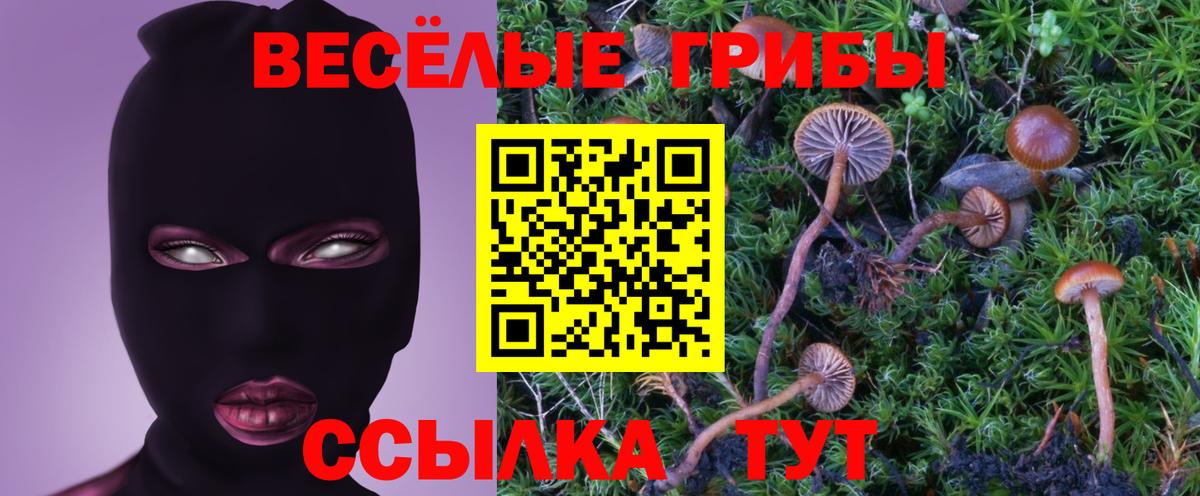 Псилоцибиновые грибы Cubensis Краснодар